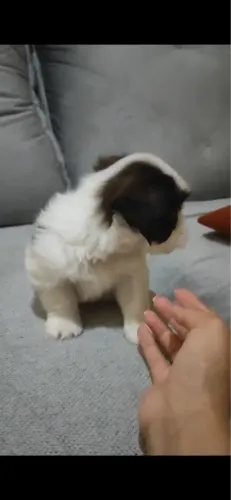 Vendo Shihtzu Fêmea Filhote