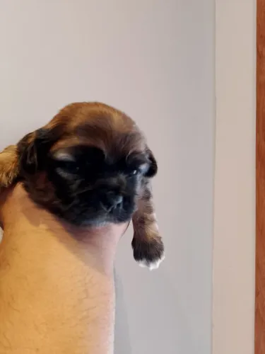 Vende-se filhote de Shitzus macho 