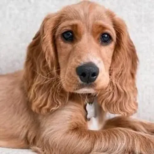 Cocker Spaniel,Cocker Spaniel Filhote Disponível Alta Qualidade