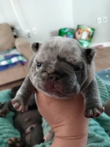 Filhote de Bulldog francês exótico