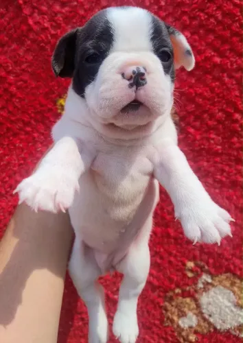 Cachorro