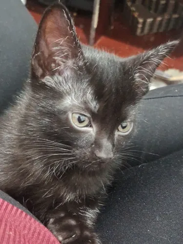 Gatos para doação