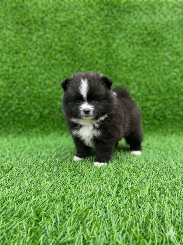 Spitz alemão/Macho anão branco e preto