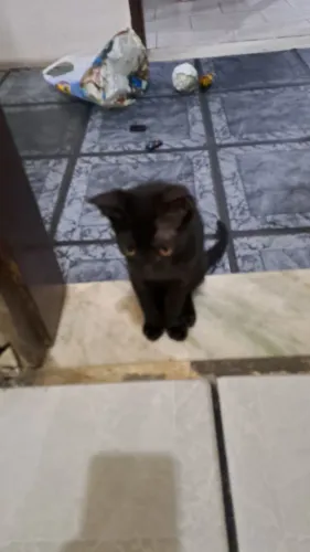 Doação de um linda gatinha
