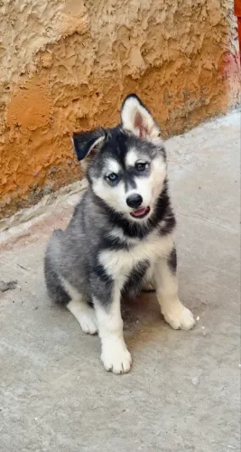 Filhote de husky 3 meses e meio