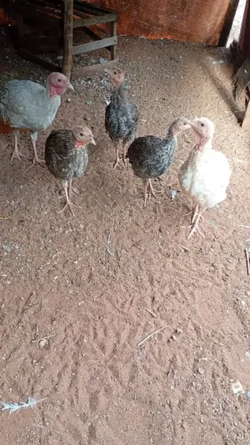 Peru 