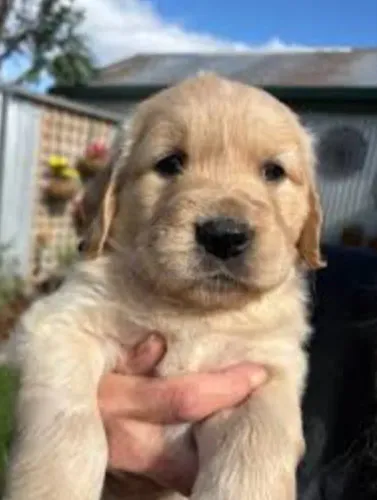 Golden Retriever Filhotes Realmente Diferenciados.