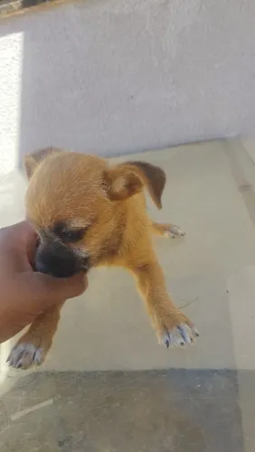 Cachorro para doação