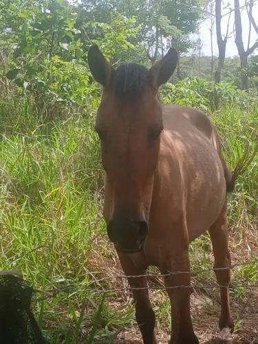 Vendo ou troco egua e burro. Tel 31 9  *