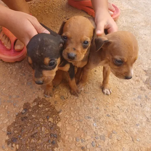 Doações de Cachorros