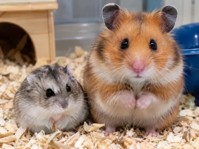 PROCURO HAMSTER ANÃO RUSSO E HAMSTER SÍRIO