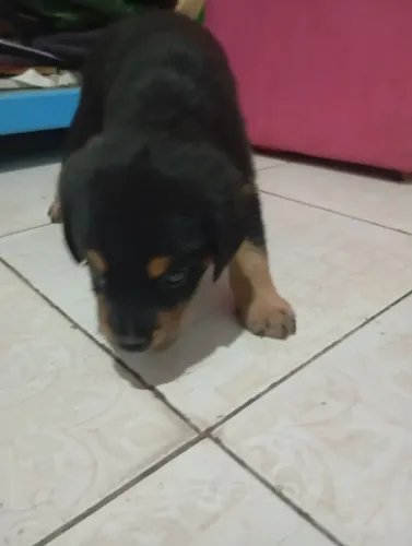 Cachorro Rottweiler