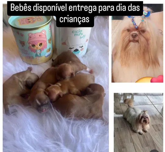 Shih tzu