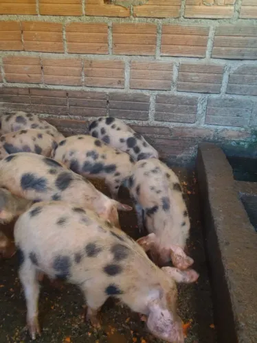 Porco 20,00kg