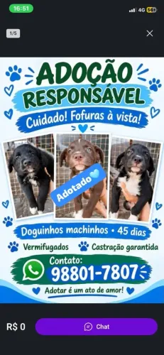 Adoção responsável