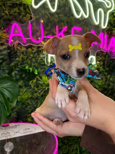 Pinscher!!!! Amor pra vida 