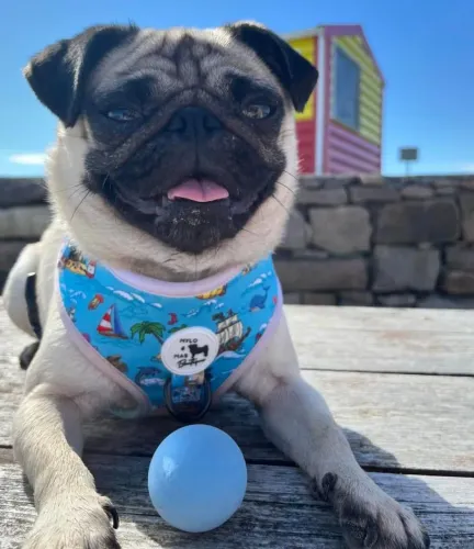 Filhote pug, O companheiro perfeito para todas as suas aventuras está aqui!