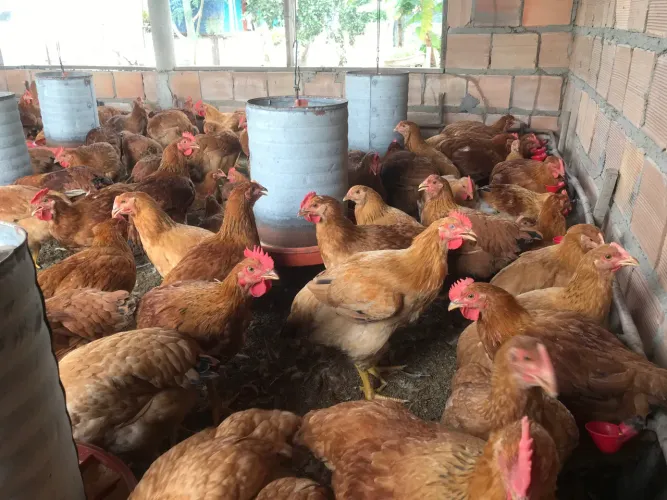 Vendas frangos e frangas caipira
