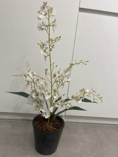 Arranjo de orquídea permanente
