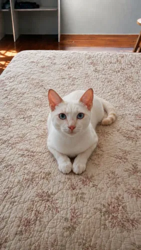 Gato para doação 