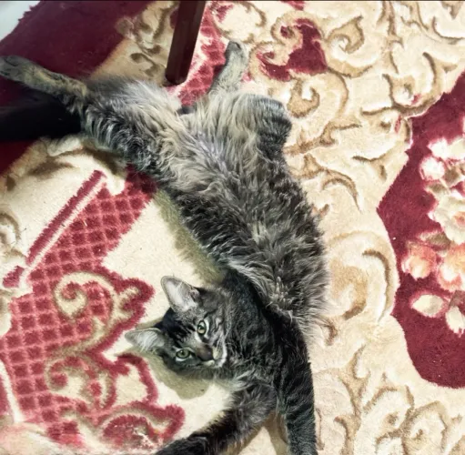 Doação de gatinhos