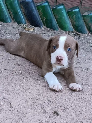Filhotes de pitbull 