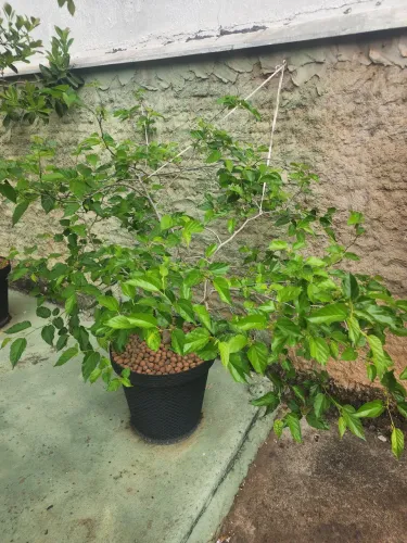 Pé de amora (produzindo)