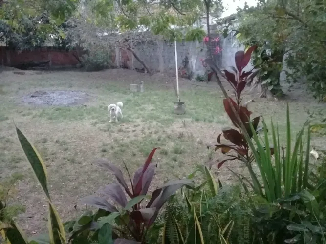 Vendo terreno com casa antiga