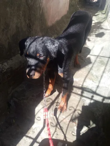 Doação Rottweiler