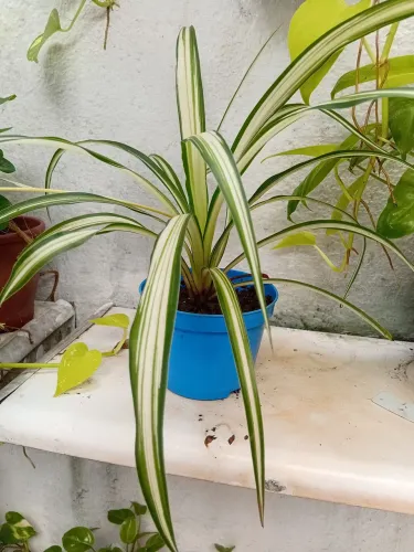 Muda no vaso 11 clorofito