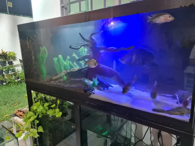 Aquario