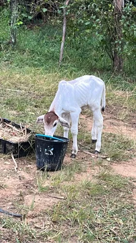 Vaca Nelore com bezerro
