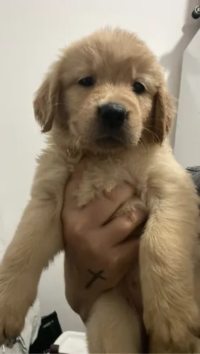 Filhote macho Golden Retriever 