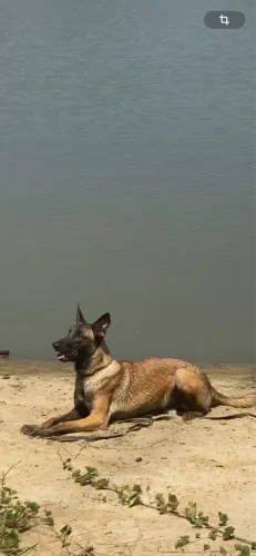 Pastor belga malinois 