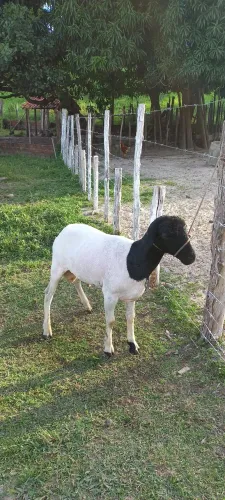 Carneiro  Dorper 