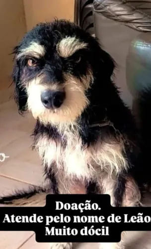 Cachorro para adoção responsável