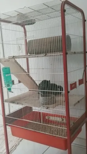 Chinchila 