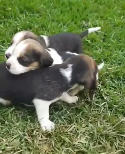 Beagle curioso e sociavel