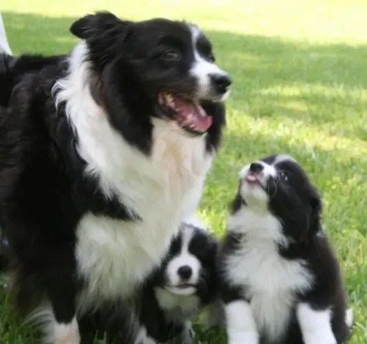 Border Collie Laço simples e verdadeiro