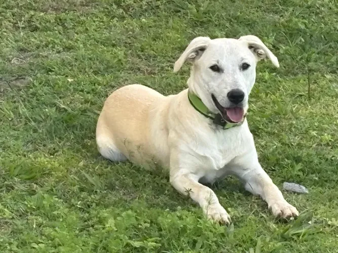 Adoção cachorro