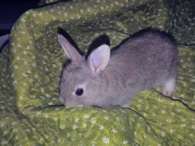 Coelhinhos fofos