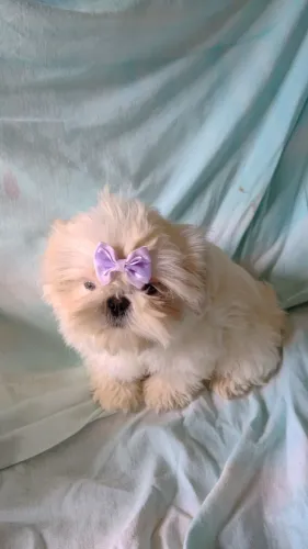 Shih tzu 