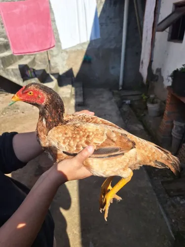 Galinha otima genética