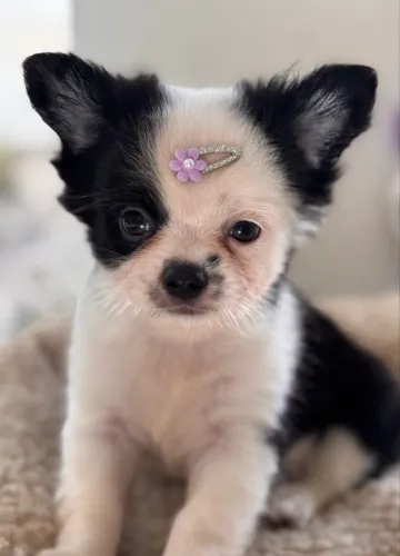 Chihuahua Pelo Longo Pronta Entrega 