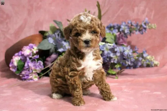 Poodle - Últimos Exemplares | Chamar Já