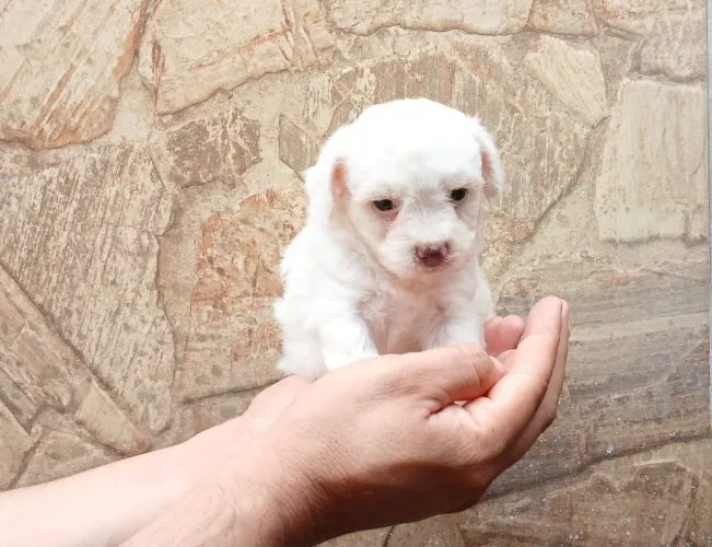 Poodle Toy com Poodle N1 FOFOS FOFOS FOFOS!