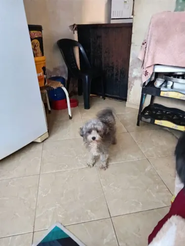 Doação de poodle