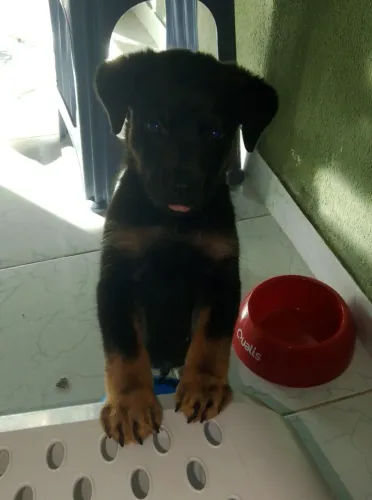 Doação de cachorro 