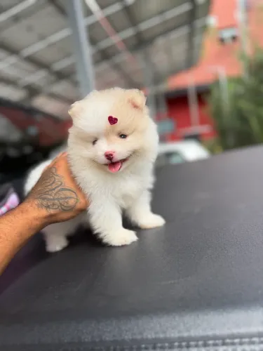 Spitz alemão anão