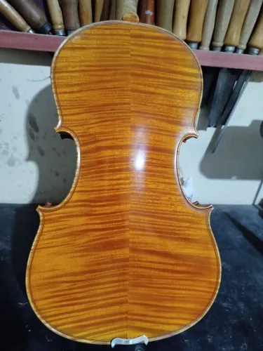 Viola